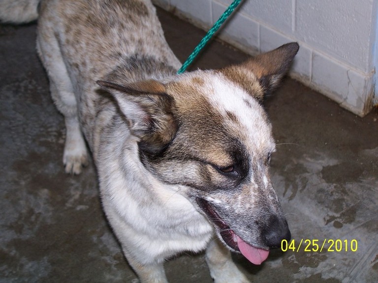 Other Photos of thie Dog