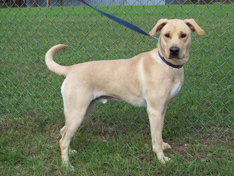 Other Photos of thie Dog