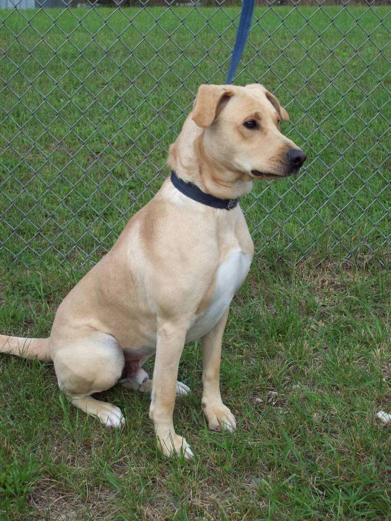 Other Photos of thie Dog