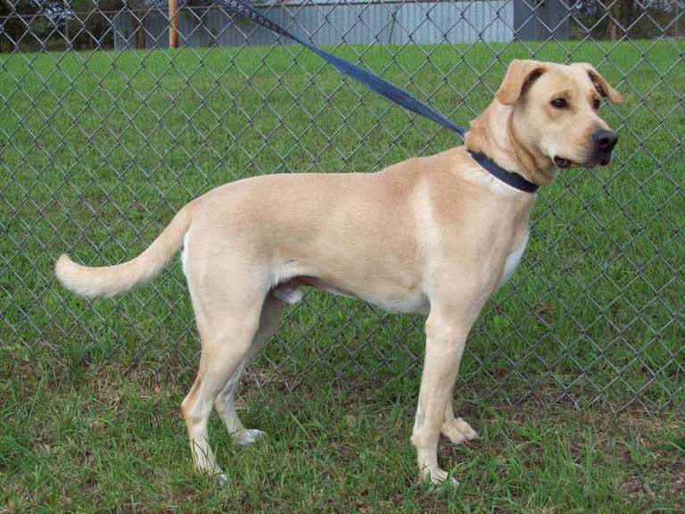 Other Photos of thie Dog