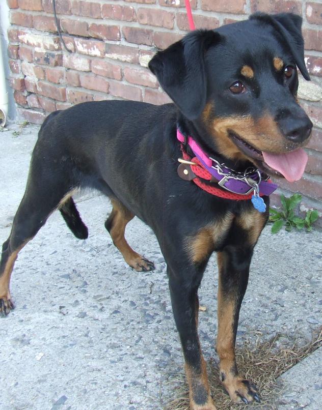 Other Photos of thie Dog