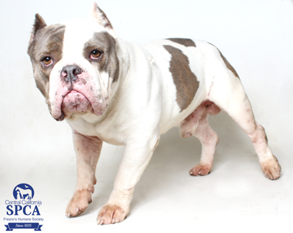 Main Photo of this Dog