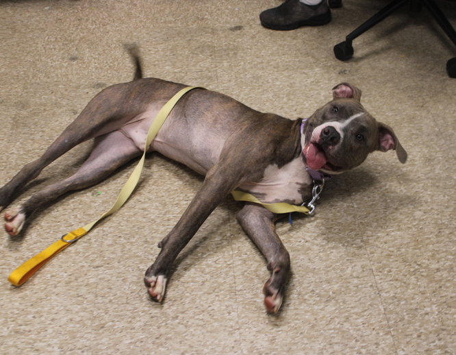 Other Photos of thie Dog