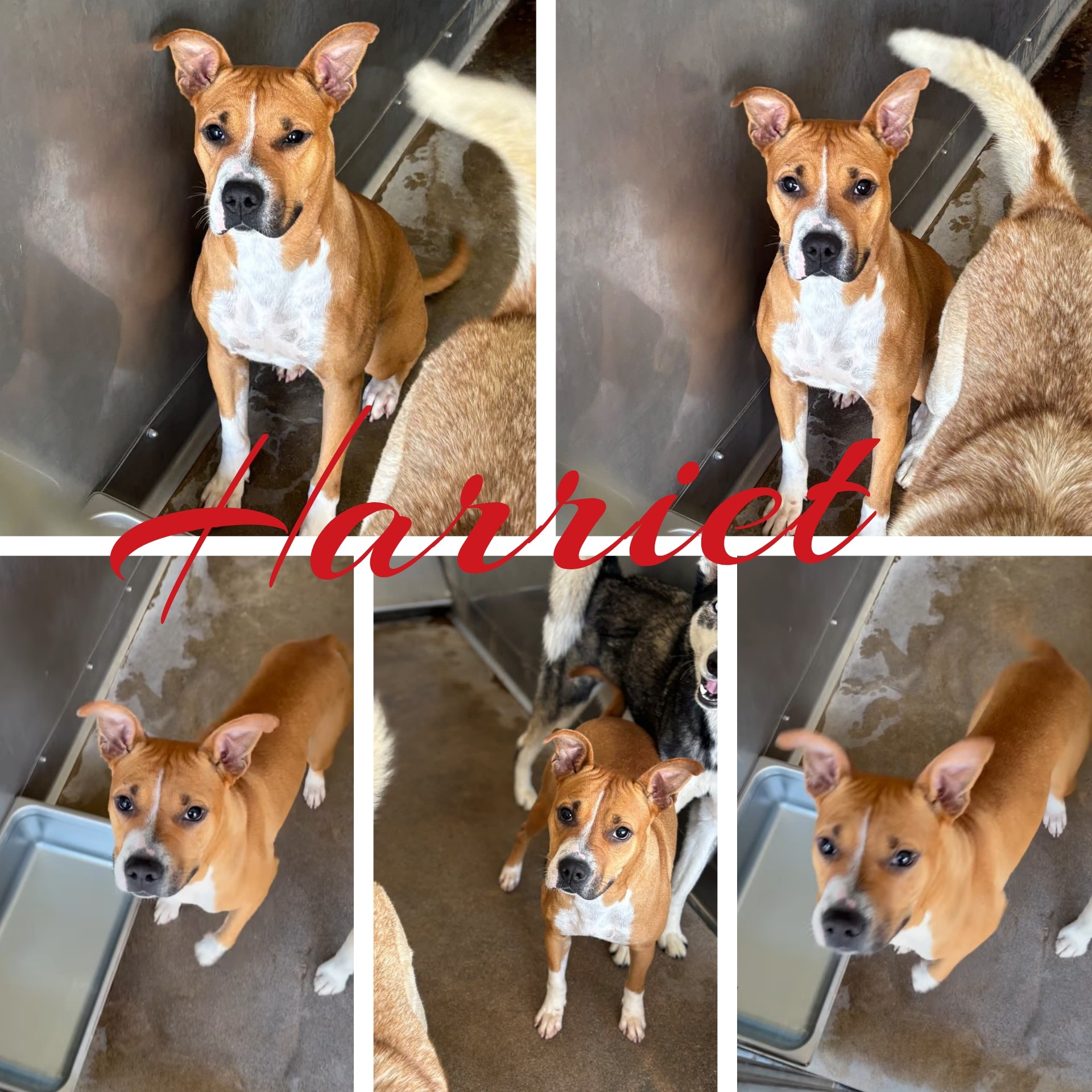 Other Photos of thie Dog