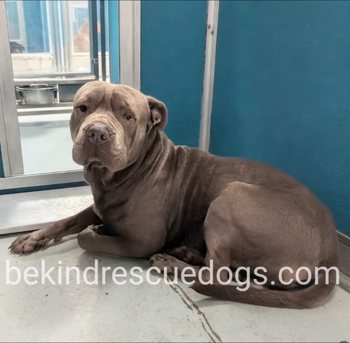 A478112, a Shar Pei, available for adoption