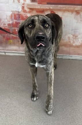 Ted D Burke, a German Shepherd (mix breed), available for adoption