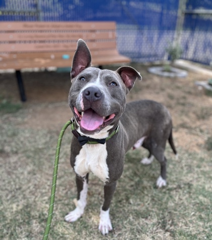 Peyton Randolph, a Pit Bull Terrier, available for adoption