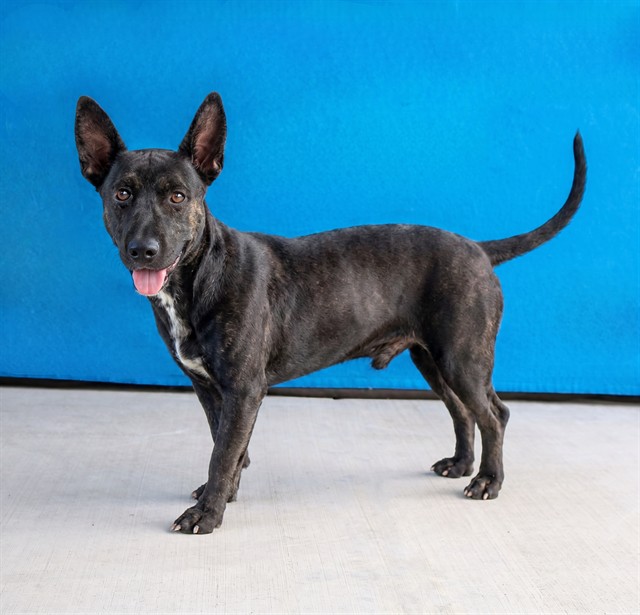 Val, a Flat-coated Retriever, available for adoption