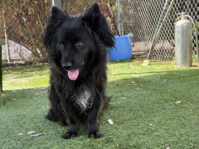 Adoptable pet photo