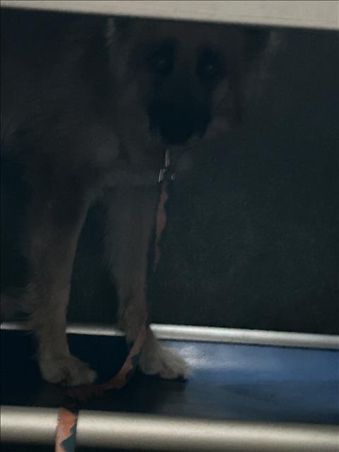 Phoebe, a German Shepherd, available for adoption