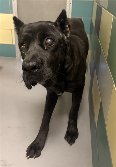 Chief, a Cane Corso Mastiff, available for adoption