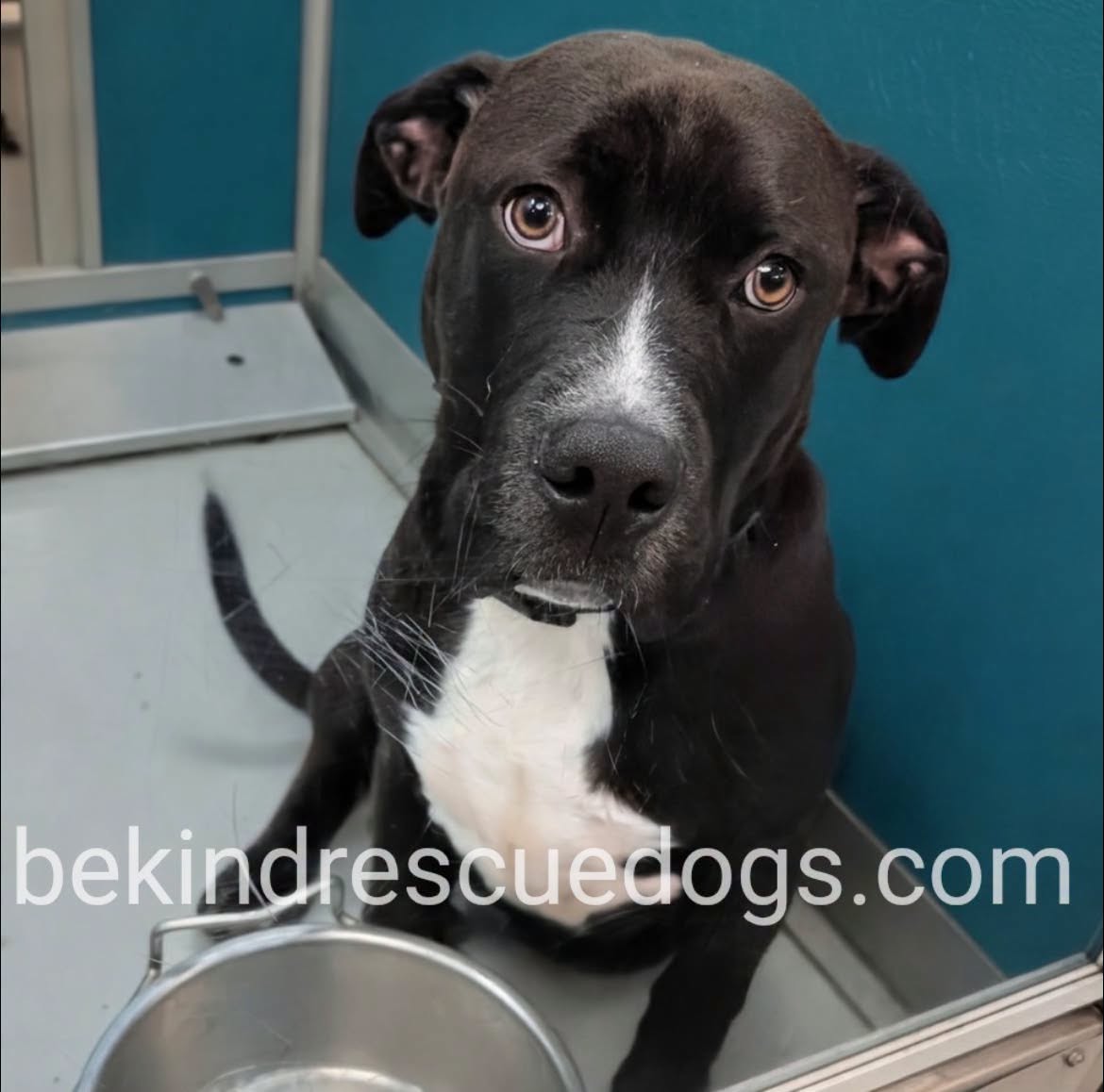 A478121, a Pit Bull Terrier, available for adoption