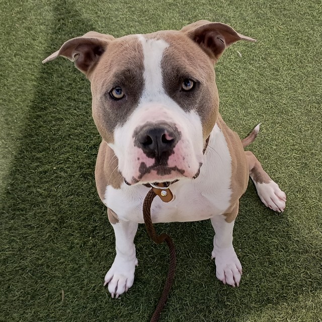 Rhoads, a Pit Bull Terrier, available for adoption