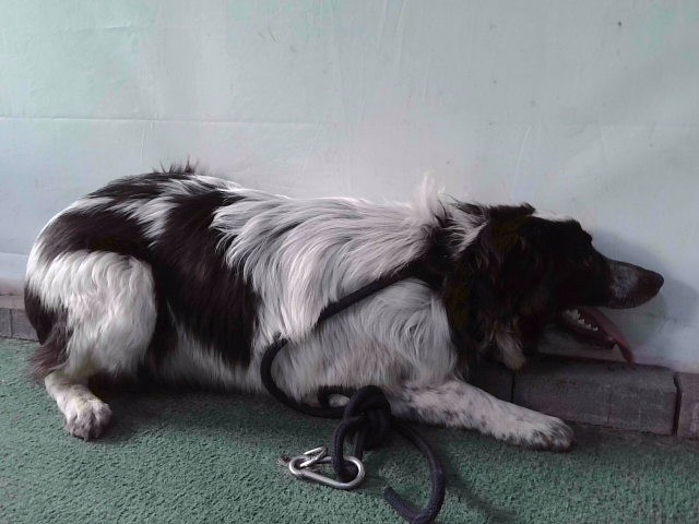 Sabrina, a Australian Shepherd, available for adoption
