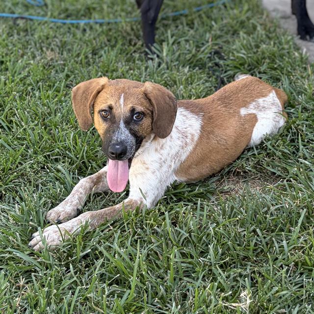 Tigg, a Pointer, available for adoption