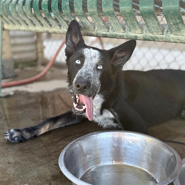 Blue, a Border Collie, available for adoption