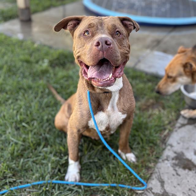 Cleo, a Pit Bull Terrier, available for adoption