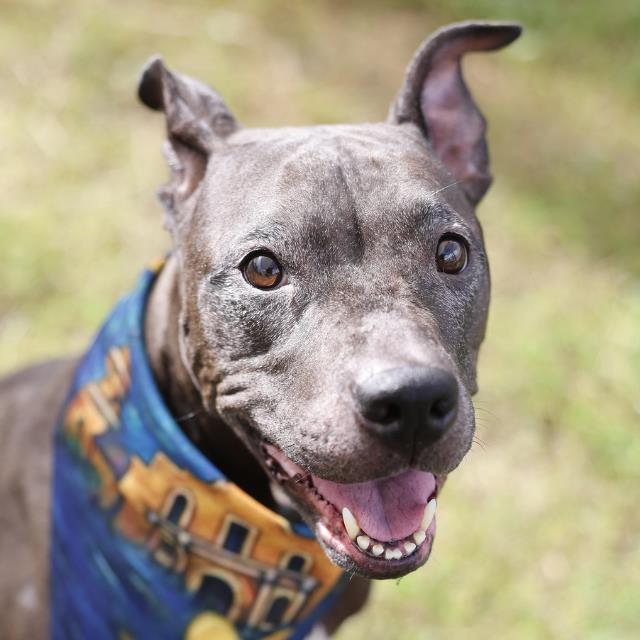 Luna, a American Staffordshire Terrier (mix breed), available for adoption