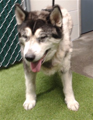 A5792578, a Siberian Husky, available for adoption