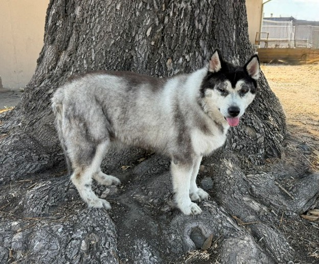 Adoptable pet photo