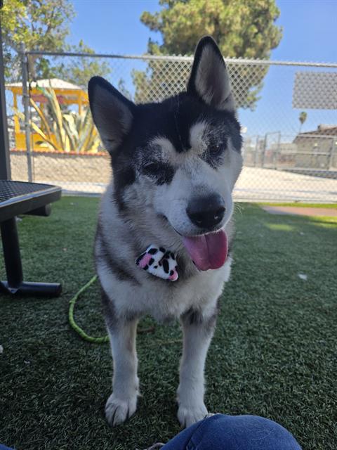Adoptable pet photo