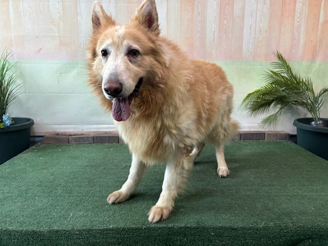Kato, a German Shepherd, available for adoption