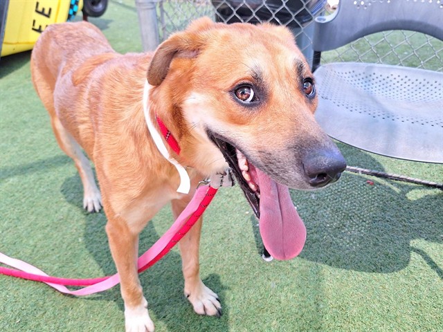 Churro, a Labrador Retriever (mix breed), available for adoption