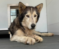 A596395, a Siberian Husky, available for adoption