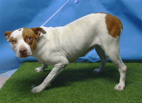A5793159, a Bullmastiff, available for adoption
