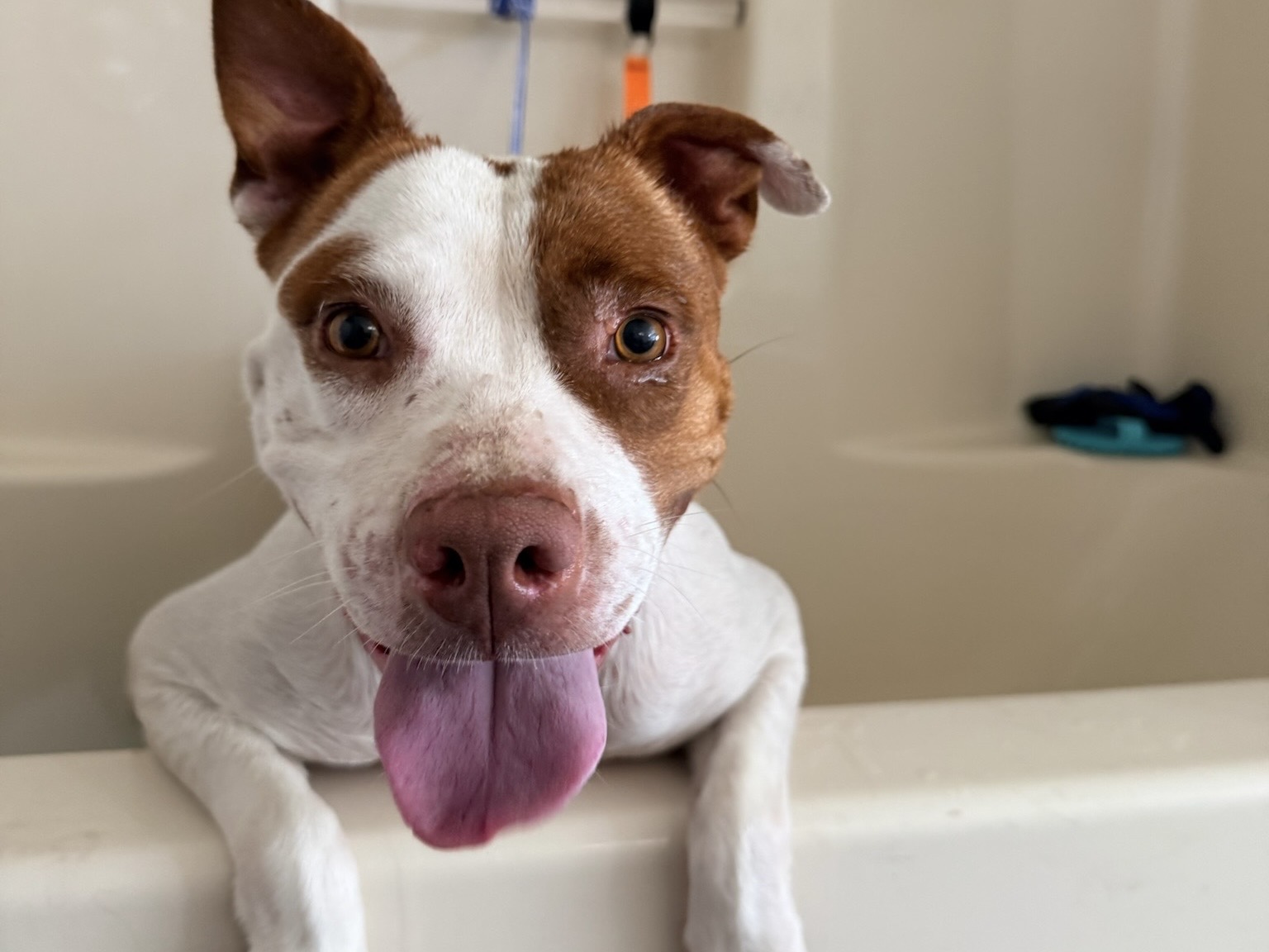 Daisy, a Bullmastiff, available for adoption