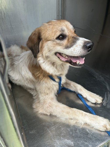 Roxy, a Great Pyrenees, available for adoption