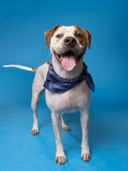 Jim Green, a American Staffordshire Terrier (mix breed), available for adoption
