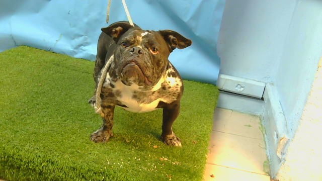 A5793855, a English Bulldog, available for adoption