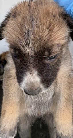 A034821, a Shepherd, available for adoption
