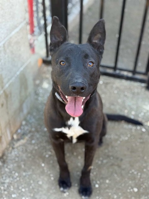 Adoptable pet photo
