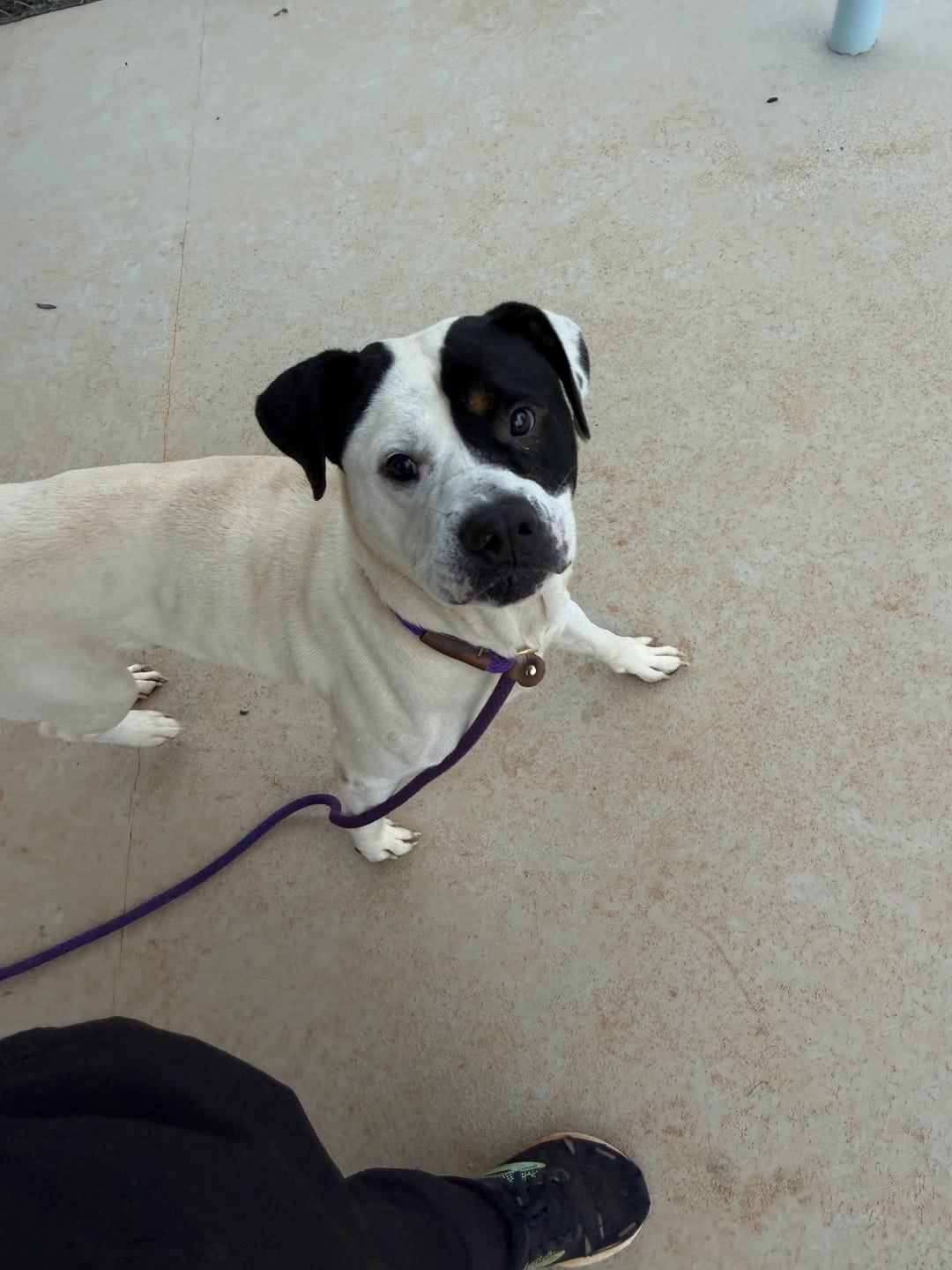 Other Photos of thie Dog