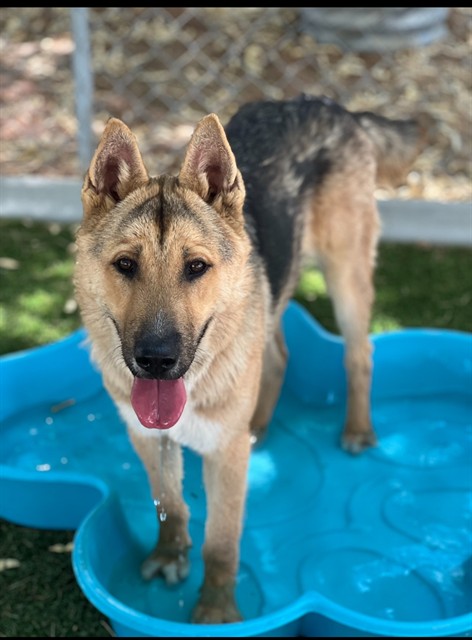 Brisket, a German Shepherd, available for adoption