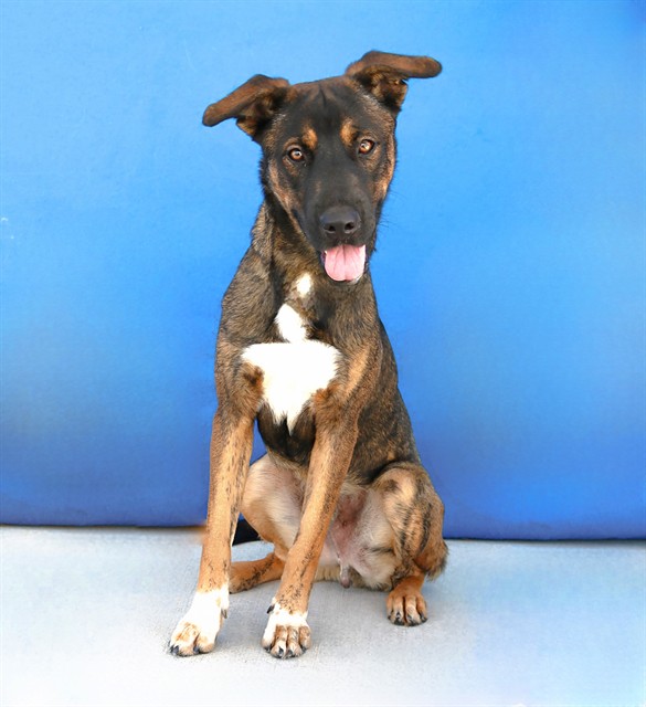 Adoptable pet photo