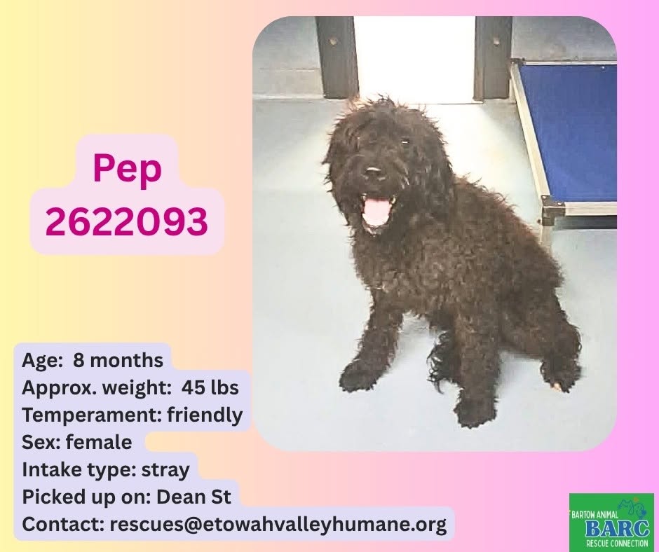 Adoptable pet photo