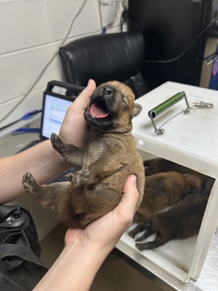 Adoptable pet photo