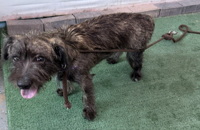 Terrier available for adoption