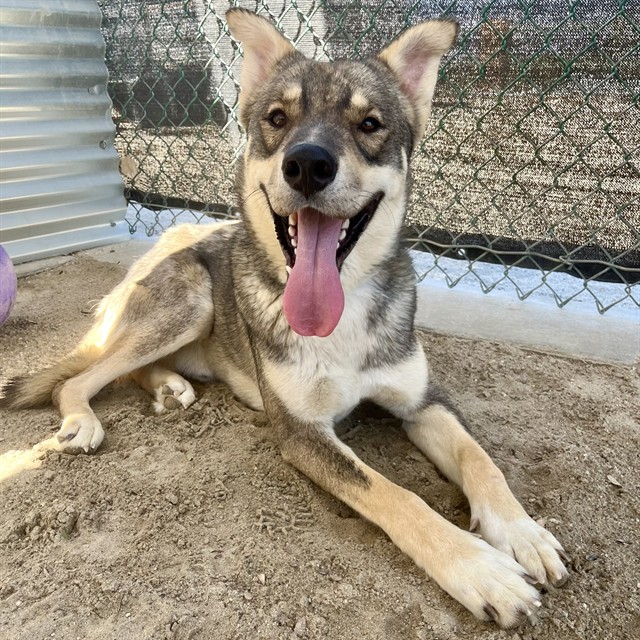 Arlo, a Husky (mix breed), available for adoption