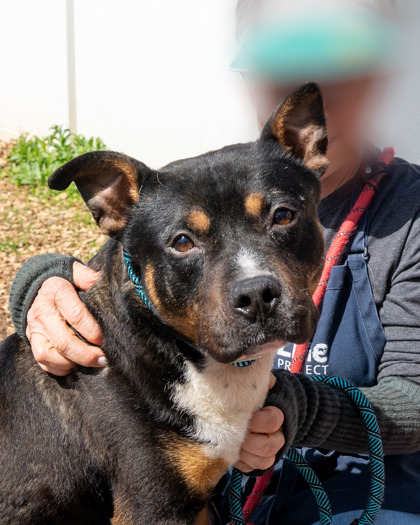 Skid Steer, a American Staffordshire Terrier (mix breed), available for adoption