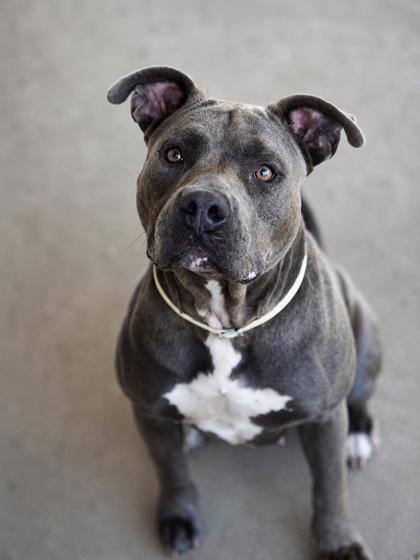 Leela, a Pit Bull Terrier, available for adoption