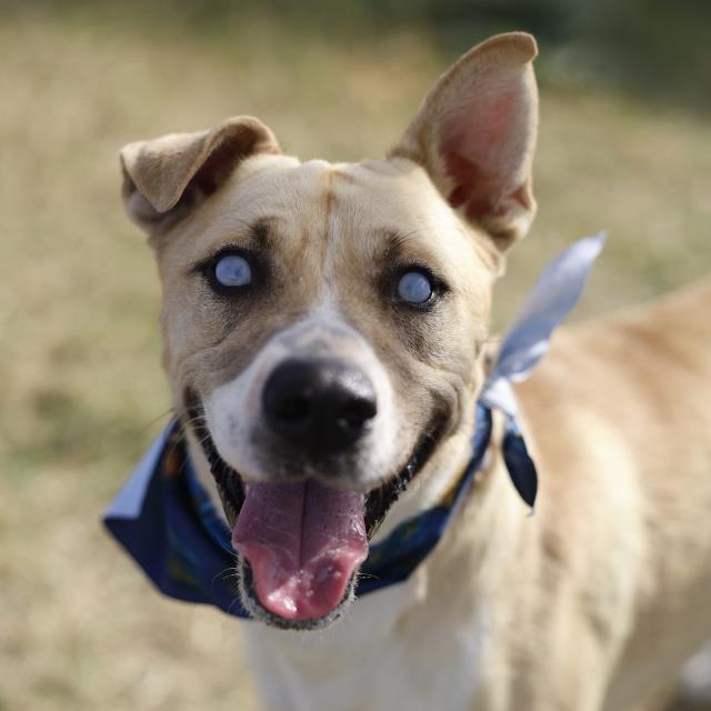 Tuerto, a American Staffordshire Terrier, available for adoption
