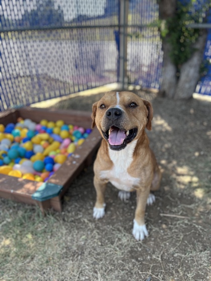 Bandit, a American Staffordshire Terrier, available for adoption