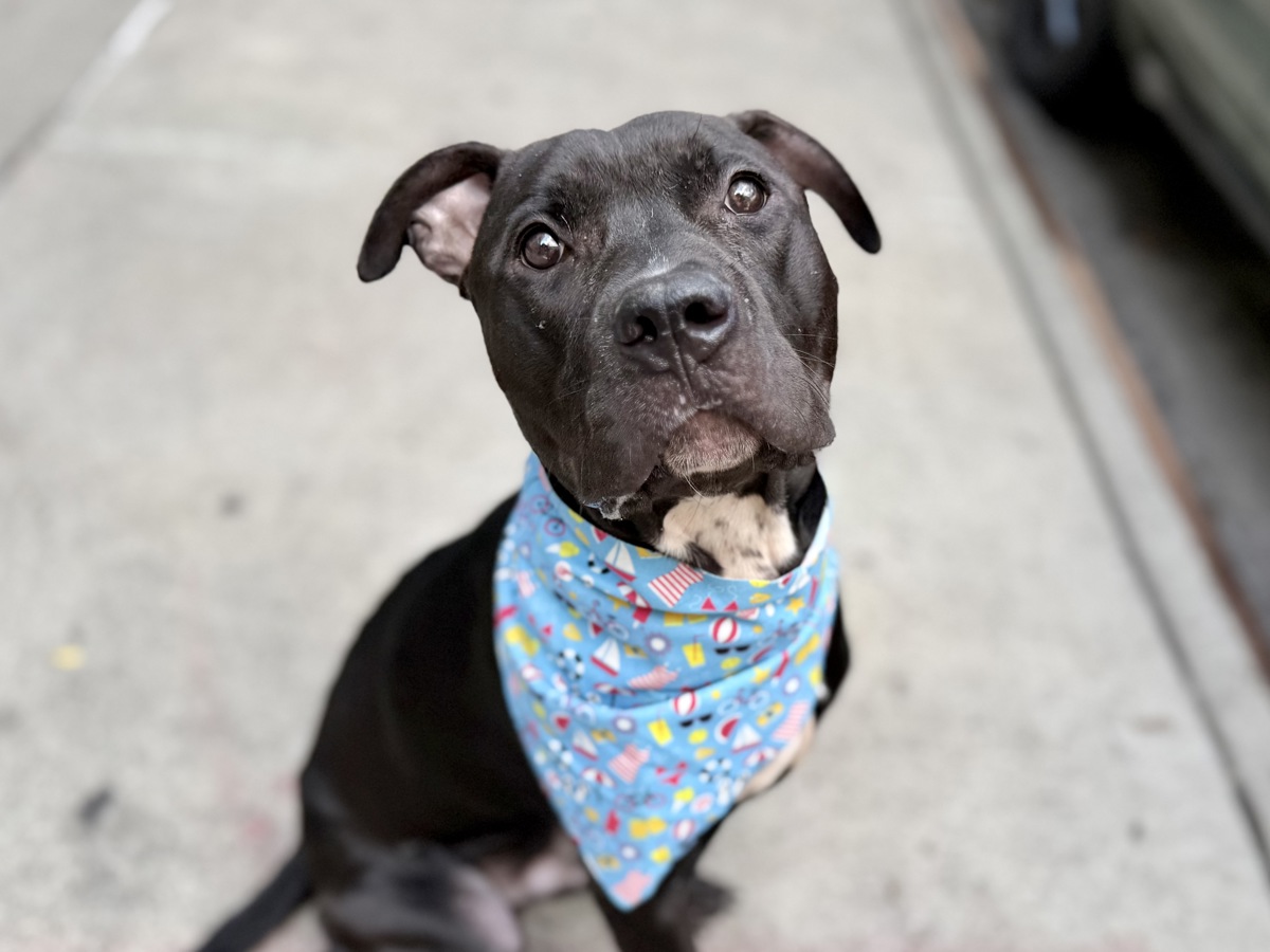 Flocca, a Pit Bull Terrier, available for adoption