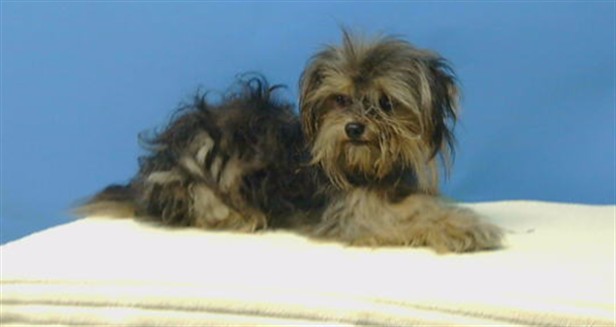 A5797897, a Terrier, available for adoption