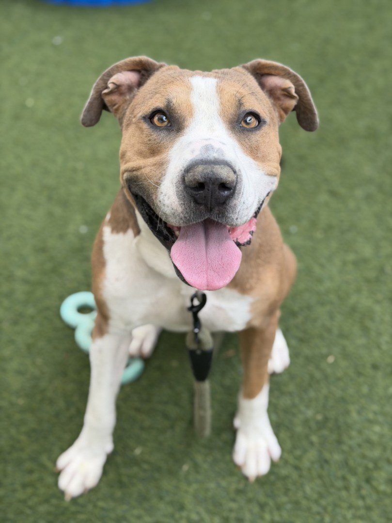 Ocean Tide, a American Staffordshire Terrier, available for adoption