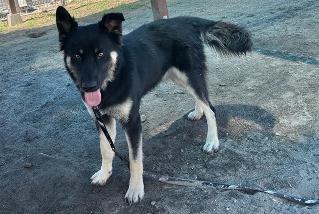 Sublime, a German Shepherd (mix breed), available for adoption